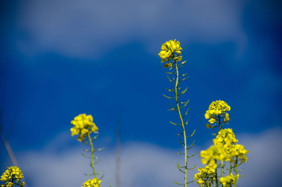 Flores amarillas - Sevilla - Andalucía - España